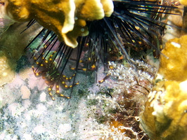 030 Nimble Spray Crabs with Spiny Urchin IMG_6986