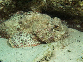 031 Scorpionfish IMG_6987