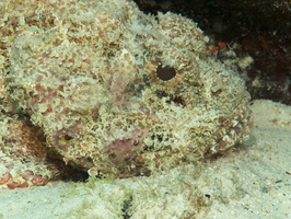 032 Scorpionfish IMG_6988