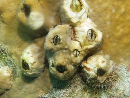 034 Sessile Barnacles IMG_6991