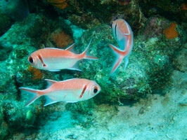 035 Black bar Soldierfish  IMG_6994