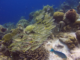 037 Smallmouth Grunts  on the Reef IMG_6998