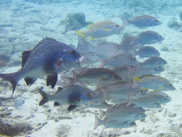 042 Black Margate s and Mahogany Snappers IMG_7012