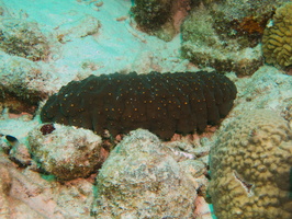 001 Three Rowed Sea Cucumber IMG_7020