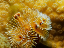 011 Christmas Tree Worm with Macro IMG_7043