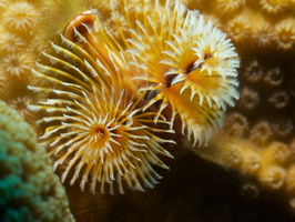 012 Christmas Tree Worm with Macro IMG_7045