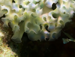 013 Lettuce Leaf Sea Slug with Macro IMG_7046