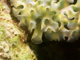 014 Lettuce Leaf Sea Slug with Macro IMG_7047
