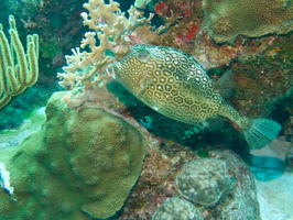 016 Honeycomb Cowfish IMG_7055