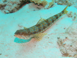 017 Sand Diver IMG_7056