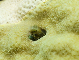 018 Secretary Blenny with Macro IMG_7059