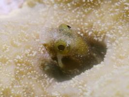 019 Secretary Blenny with Macro IMG_7060