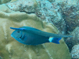 020 Dive Buddies - Doctorfish with Trumpetfish IMG_7065