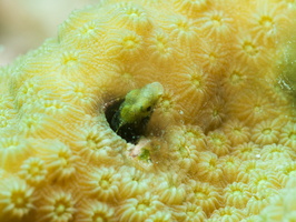 024 Secretary Blenny with Macro IMG_7077