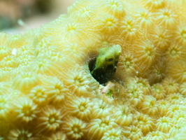 025 Secretary Blenny with Macro IMG_7079