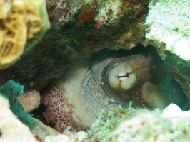 026 Common Octopus - at least his eye IMG_7081