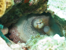 027 Common Octopus - at least his eye IMG_7082