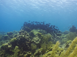 030 Blue Tang IMG_7097