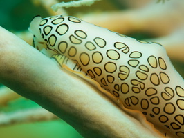 036 Flamingo Tongue with Macro IMG_7115