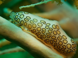 037 Flamingo Tongue with Macro IMG_7116