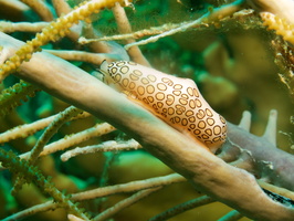 038 Flamingo Tongue IMG_7118