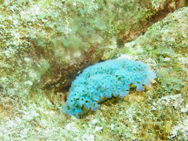 039 Lettuce Leaf Sea Slug IMG_7120