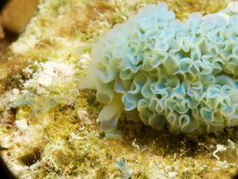 040 Lettuce Leaf Sea Slug with Macro IMG_7122