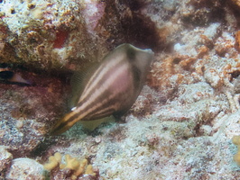 045 Orangespotted Filefish IMG_7130