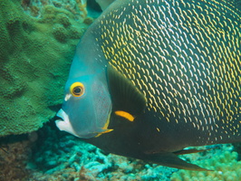 048 French Angelfish IMG_7137