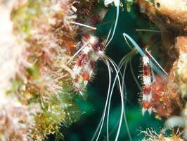 049 Banded Coral Shrimp with Macro IMG_7141