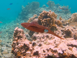 052 Caribbean Reef Squid IMG_7147