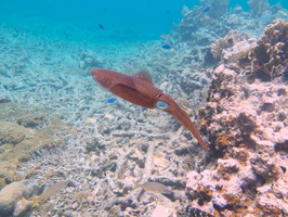 053 Caribbean Reef Squid IMG_7149