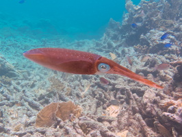 054 Caribbean Reef Squid IMG_7151