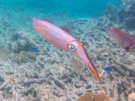 055 Caribbean Reef Squid IMG_7152