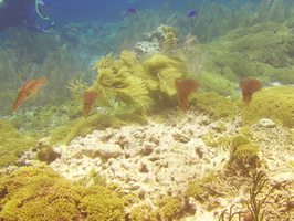 058 Caribbean Reef Squid IMG_7156