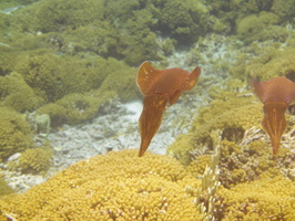 059 Caribbean Reef Squid IMG_7158