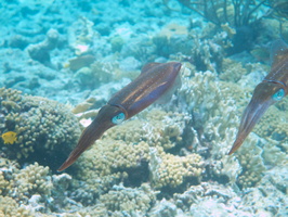 060 Caribbean Reef Squid IMG_7164