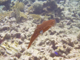 061 Caribbean Reef Squid IMG_7165