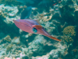 063 Caribbean Reef Squid IMG_7171