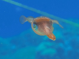 064 Caribbean Reef Squid IMG_7173