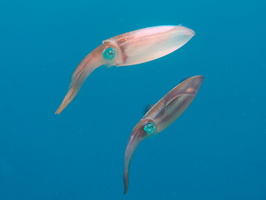 065 Caribbean Reef Squid IMG_7174