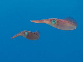 066 Caribbean Reef Squid IMG_7175