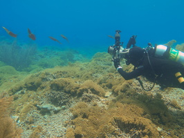 067 Caribbean Reef Squid IMG_7181