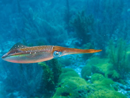 068 Caribbean Reef Squid IMG_7185