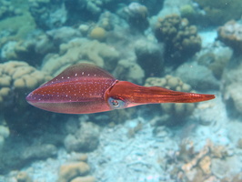069 Caribbean Reef Squid IMG_7186