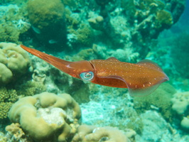 070 Caribbean Reef Squid IMG_7192