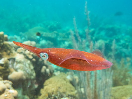 071 Caribbean Reef Squid IMG_7194