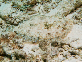 072 Peacock Flounder IMG_7195