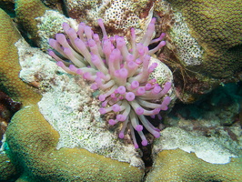 074 Giant Anemone with Yellowline Arrow Crab IMG_7197