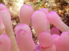 076 Giant Anemone with Macro IMG_7200